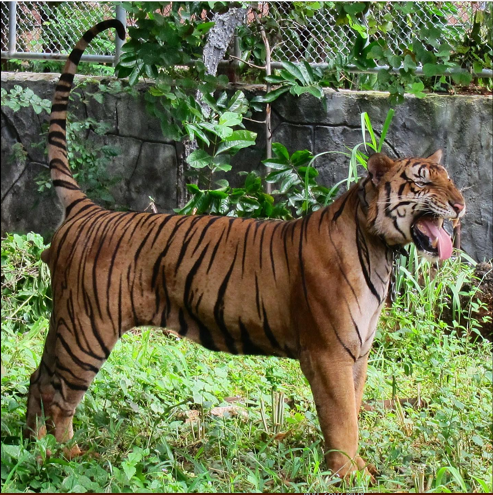 tiger scent marking and flehmen
