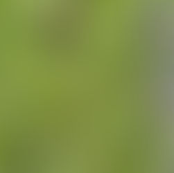 Long grass in the new DNP enclosures