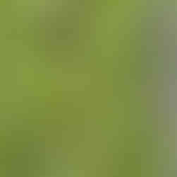 Long grass in the new DNP enclosures