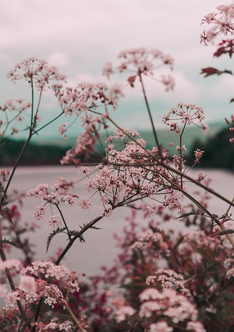 lyserød blomst