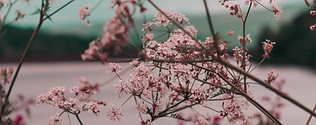 Flor rosa