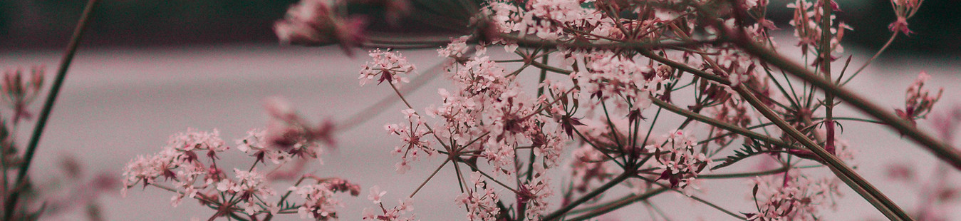 pinke Blume