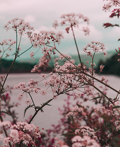 Pink Flower