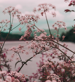 Pink Wildflowers View