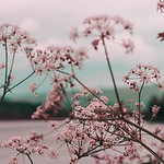 Pink Flower