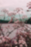 Pink Flower, The Rosie Doula Sunshine Coast Doula Holistic birth support