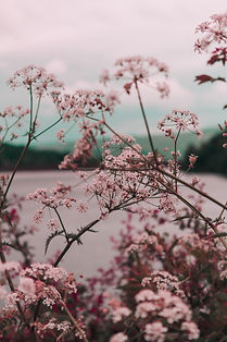 Pink Wildflowers View