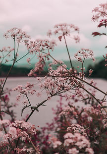 Pink Flower