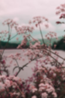 Pink Flower