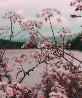 roze bloemen