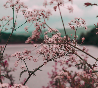 Pink Wildflowers View