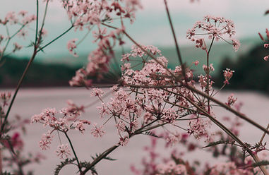 Pink Flower