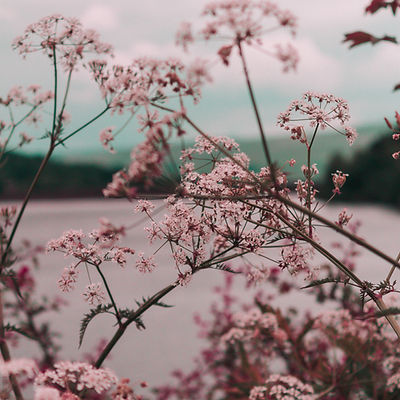 Pink Wildflowers View