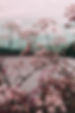 Pink Flower