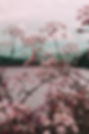 Pink Flower