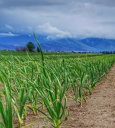 garlic field