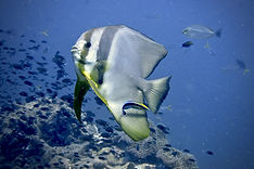 Advanced Open Water Diver