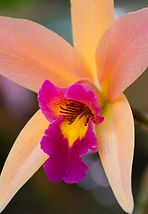 DSC_2405 resample.jpg