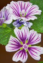 DSC_2405 resample.jpg