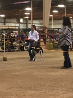 Shelby in the Showmanship Ring