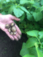 IMG_2529.jpeg