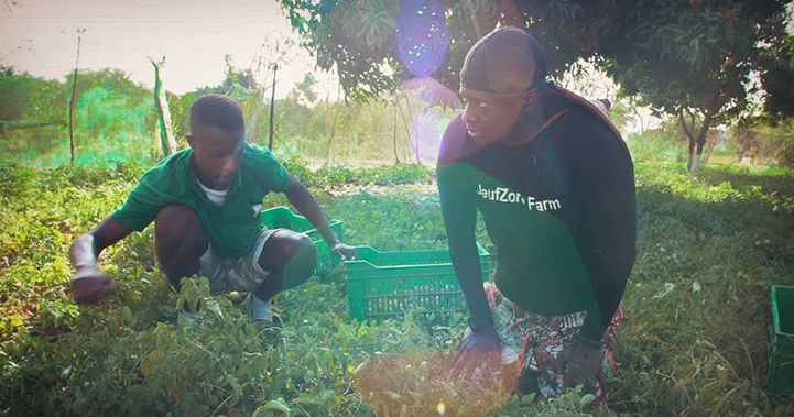 Photo de deux hommes récoltant des légumes dans une ferme agricole au Sénégal