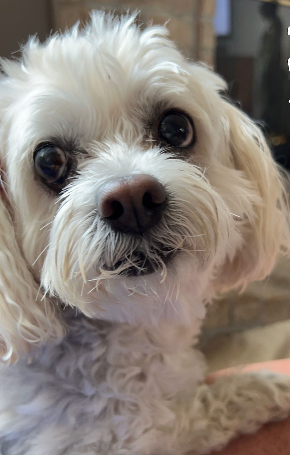 Daisy Mae
