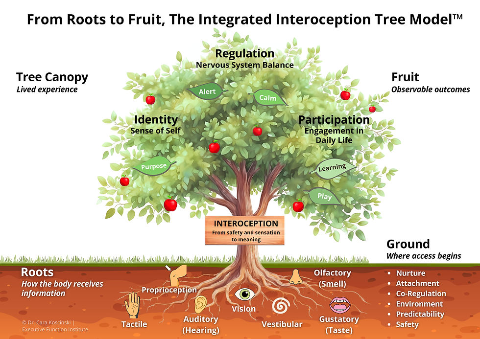 The Roots to Fruit, Integrated Interoception Tree Model shows how executive function skills require support from sensory regulation, the roots, and the trunk.