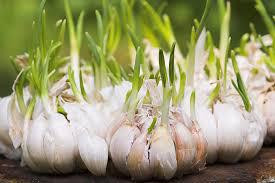 Lowering cholesterol naturally