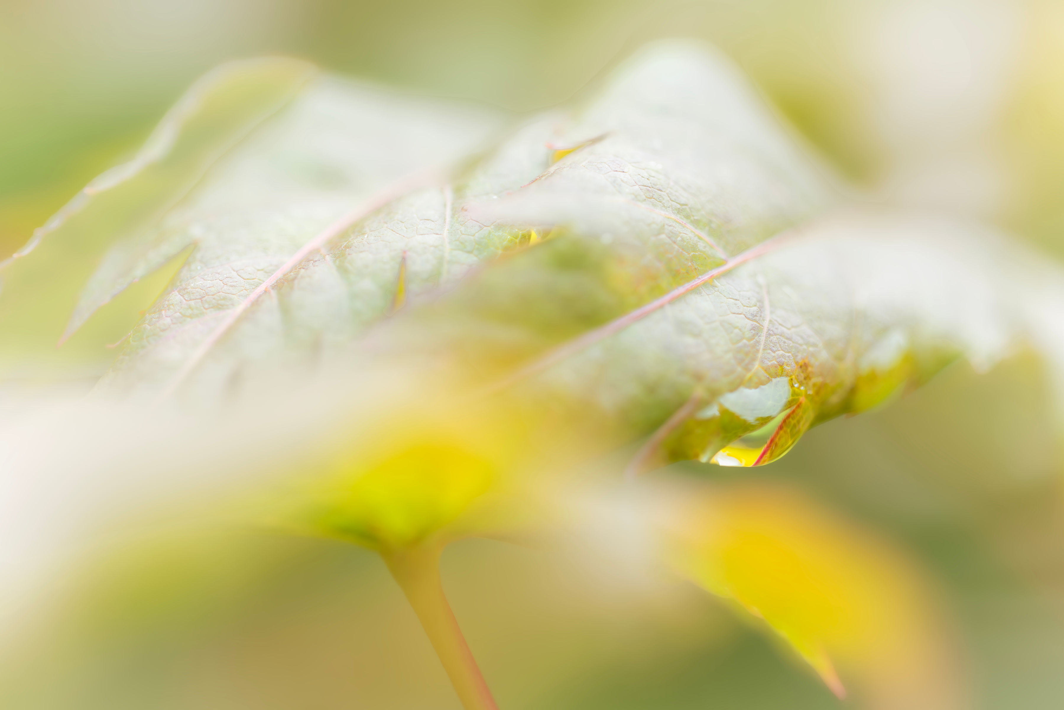 Rain Drop
