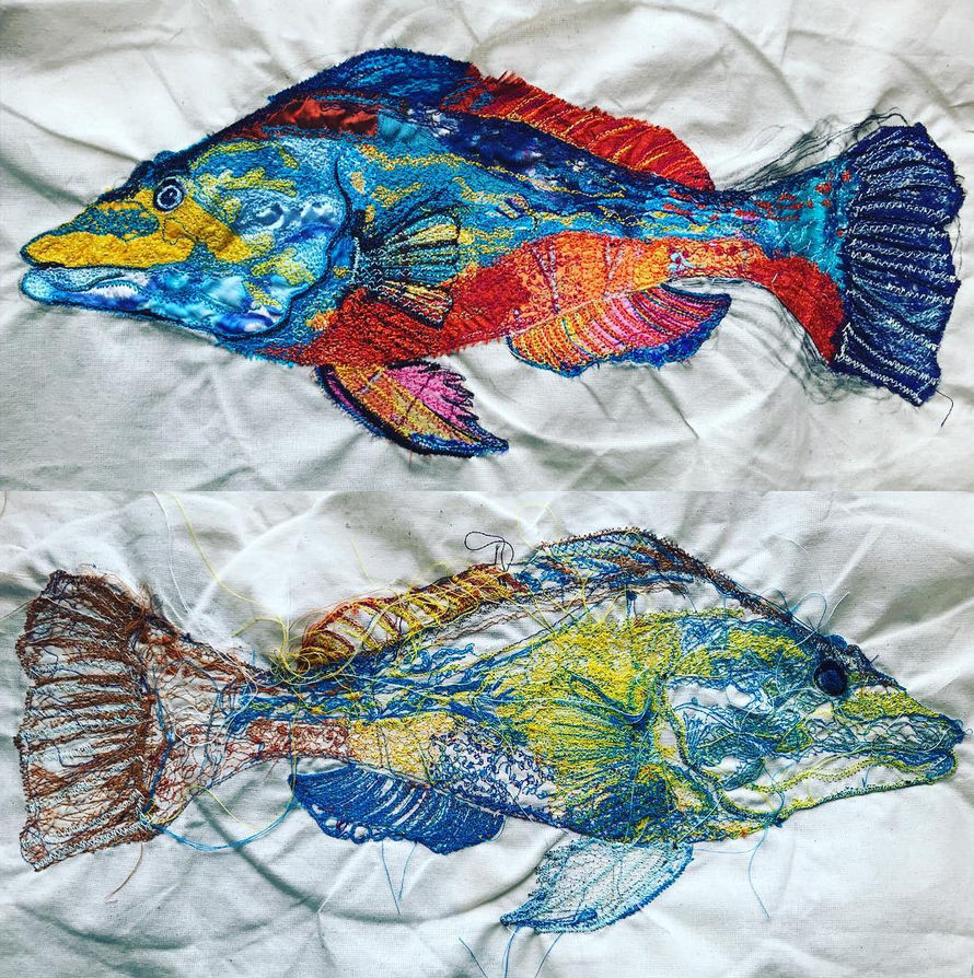 Thumbnail: Cuckoo Wrasse A3 Mounted Print