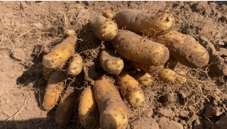 Thumbnail: Lesser yam(Dioscorea esculenta), 600g/ 10 USD, Shipping $30, Phyto cert $12