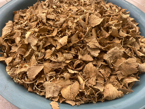 Voacanga africana（ボアカンガ・アフリカーナ）の種子 500粒 Voacanga africana（ボアカンガ・アフリカーナ）の種子 500粒 Voacanga