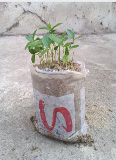 Thumbnail: Mondia whitei, White's ginger, 50 seeds /$10 shipping $15, phyto certificate $12