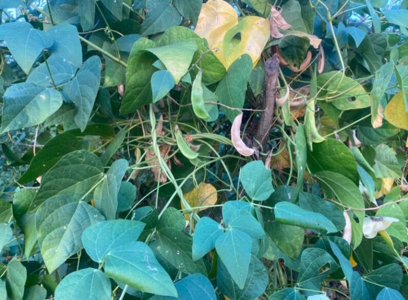 Thumbnail: Reddish butter pea, Lima beans 25 /$10,shipping $15, phyto cert. $12