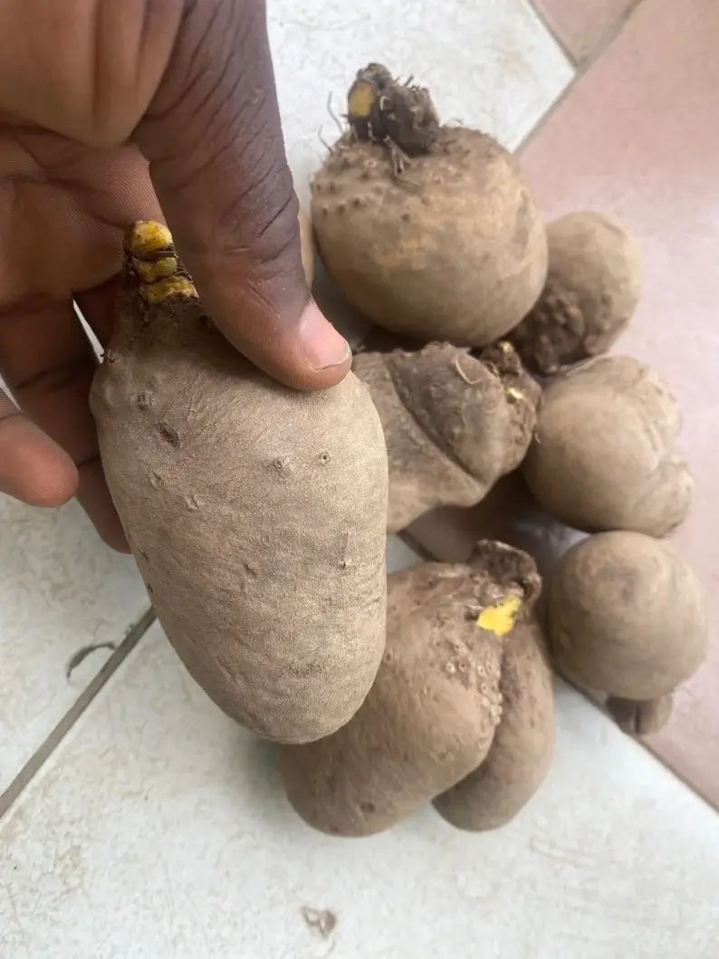 Thumbnail: Bitter yam, Dioscorea dumetorum, 500g/$10, shipping $25, phyto certificate $12