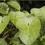 Thumbnail: Gongronema latifolium stem chips, 200g/$13, shipping/$10, phyto certificate$12