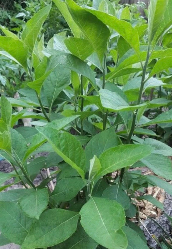 Thumbnail: Bitter leaf(Vernonia amygdalina), 200 seeds /$8, shipping  $15, phyto cert. $12