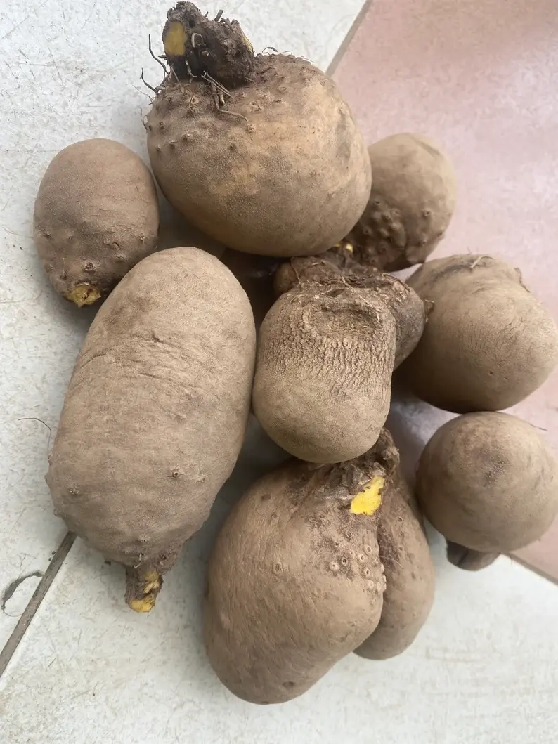 Thumbnail: Bitter yam, Dioscorea dumetorum, 500g/$10, shipping $25, phyto certificate $12