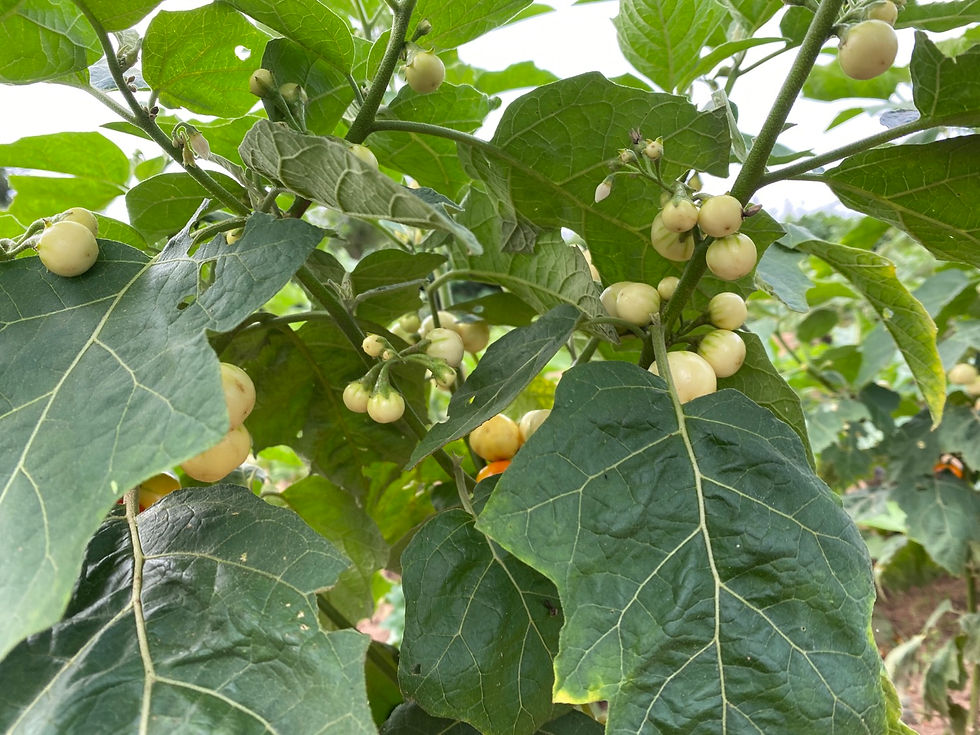 Thumbnail: White likok eggplant ,200 seeds /$8, shipping $15, phyto certificate $12