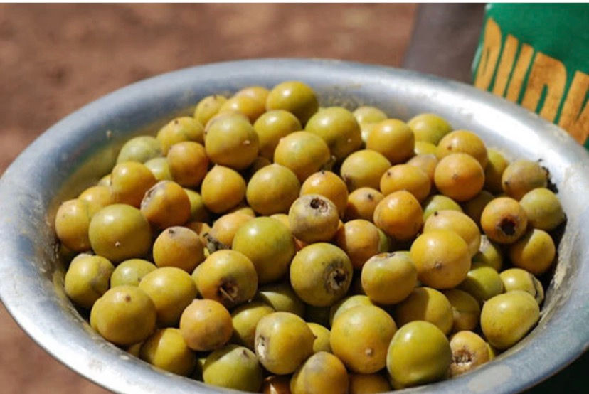 Thumbnail: Jackal berry(Diospyros mespiliformis),25 seeds /$8, shipping $15, phyto cert.$12