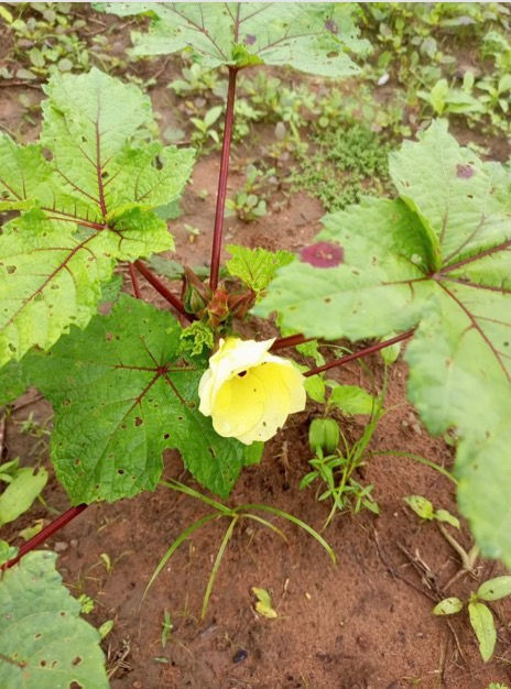 Thumbnail: African dwarf okro , 200 seeds /$8, shipping $15, phyto certificate $12
