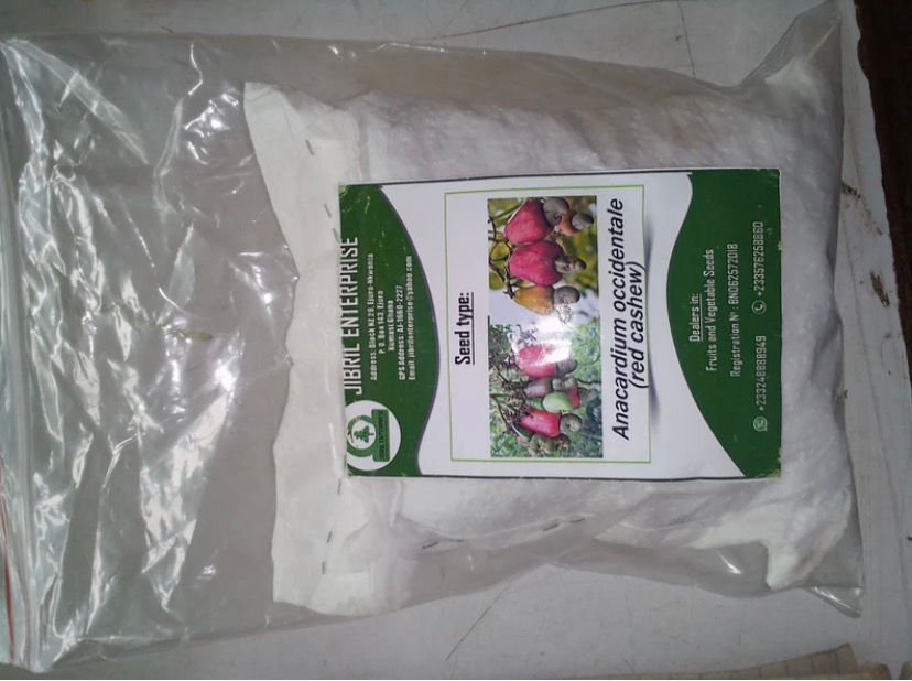 Thumbnail: Anacardiun occidentale ,red cashew,20 seeds /$10, shipping $15, phyto cert.$12