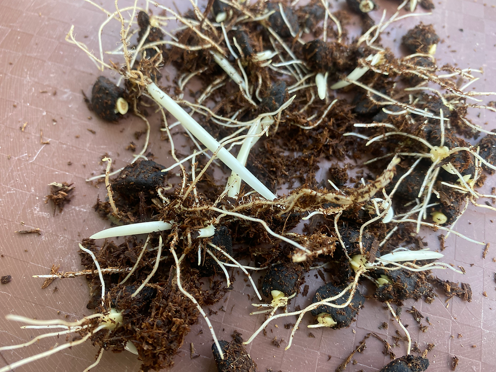 Thumbnail: Thaumatococcus Daniellii, 15 sprouted seeds /$20, Expres shipping/$48, phyto $12