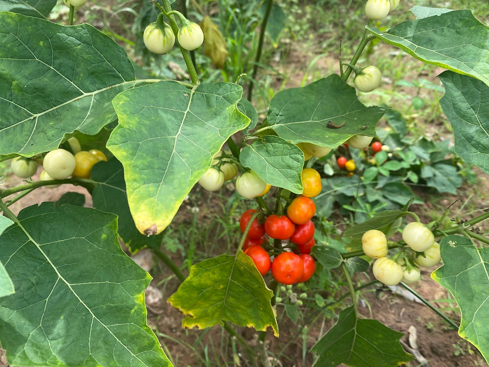 Thumbnail: White likok eggplant ,200 seeds /$8, shipping $15, phyto certificate $12