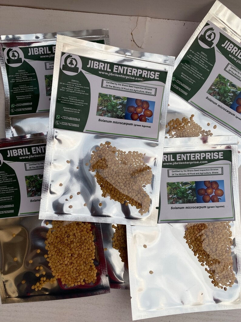 Thumbnail: Green solanum microcarpum, 200 seeds /$8, shipping $15, phyto certificate $12