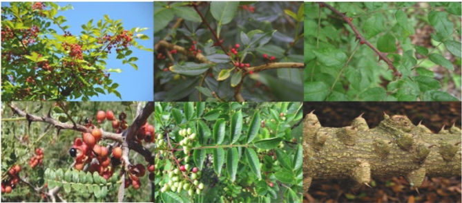 Thumbnail: Zanthoxylum leprieurii stem bark, Oyaa, 200g/$13, shipping/$20, phyto cert. $12