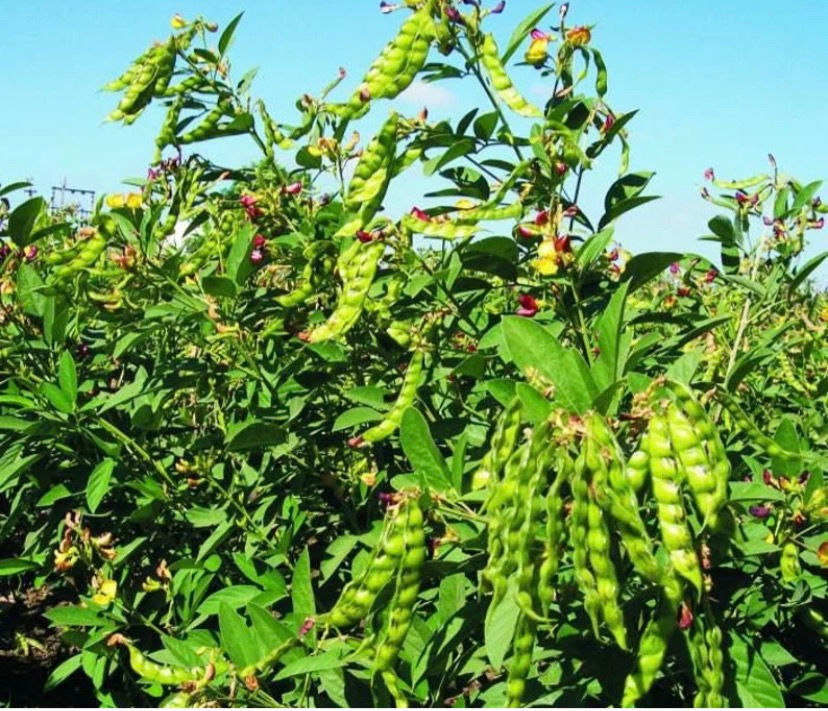Thumbnail: Pigeon pea, cajanus cajan, 200g/$10, shipping $20 phyto certificate $12