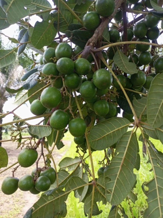 Thumbnail: Vitex doniana(African black plum,20 seeds/$10 shipping $15,phyto certificate$12 