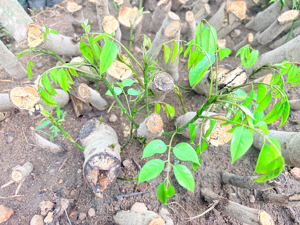 Thumbnail: Ptero-carpus mildbraedii. Oha, 5 cuttings/$15, shipping /$55, Phyto cert. $12